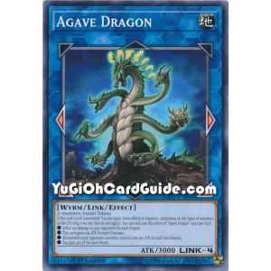 Agave Dragon (Common)
