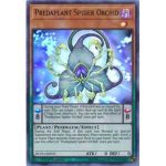 Predaplant Spider Orchid...